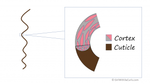 A conceptual diagram of the structure of the hair cortex.