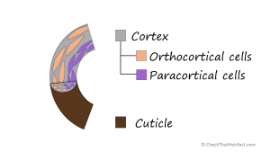 Diagram showing the names of two types of cortical cells, and their placement in relation to the hair's curvature.