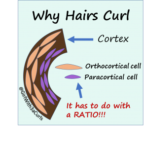 diagram showing the two cortical cell types responsible for the curliness of a hair fiber