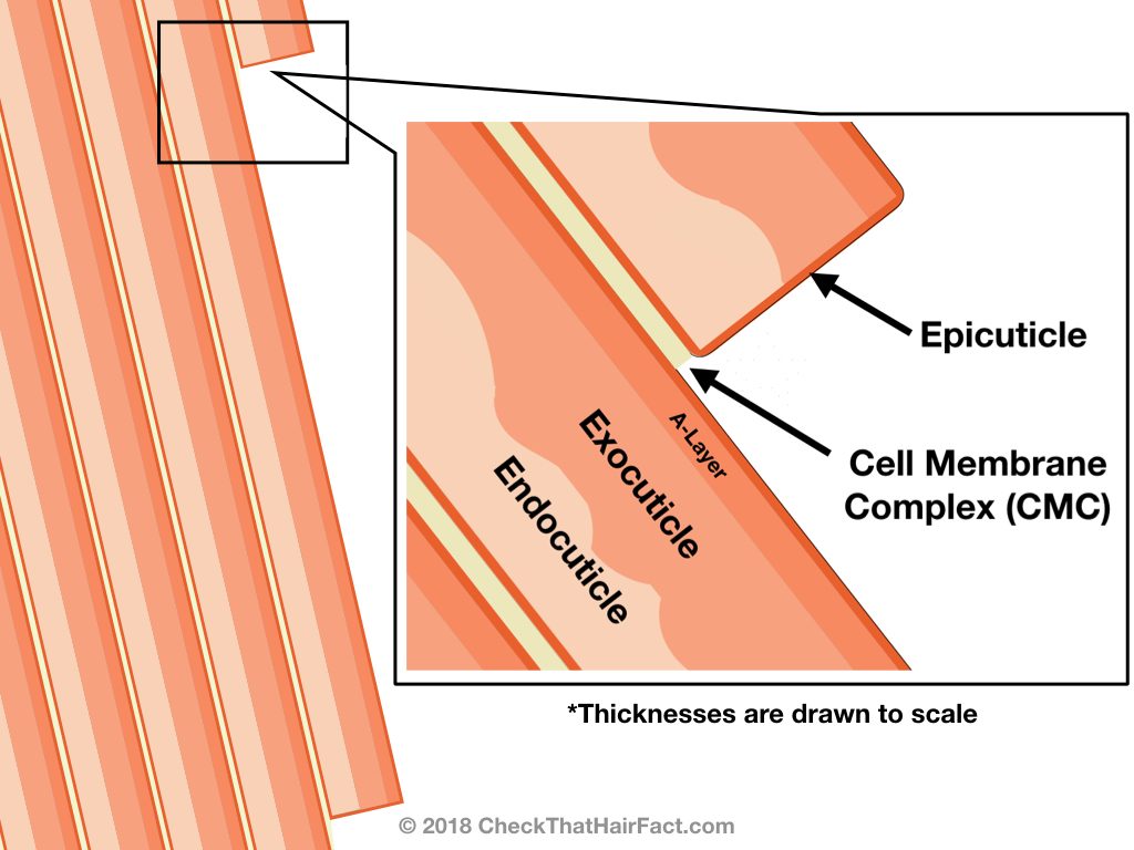cuticle structure of hair showing exocutcicle, endocuticle and other